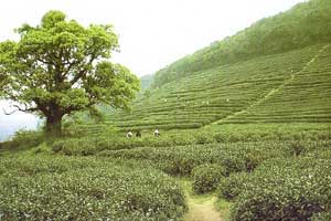 緑茶【明前西湖龍井茶】20g 中国で最も飲まれているお茶と言えばコレ